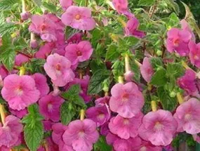 Achimenes Ashcharinila Light Pink Flower Bulbs (Pack of 12)