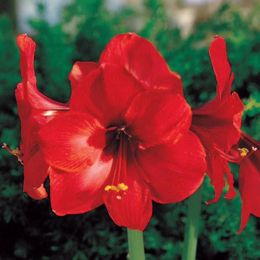 Amaryllis Hippeastralia Red Flower Bulbs (Pack of 10)