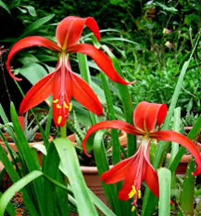 Amaryllis Sprecklia Formosissma Red Flower Bulbs (Pack of 6 Bulbs)