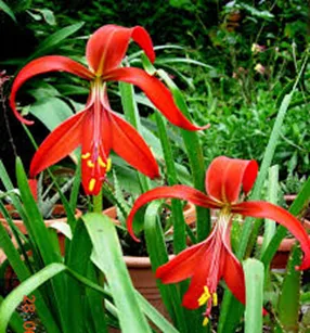 Amaryllis Sprecklia Formosissma Red Flower Bulbs (Pack of 6 Bulbs)
