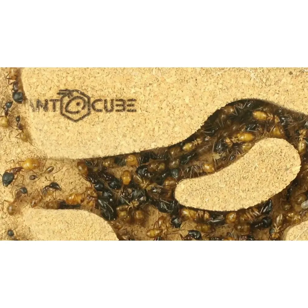 ANTCUBE Starter Set L – 20×20cm – Cork