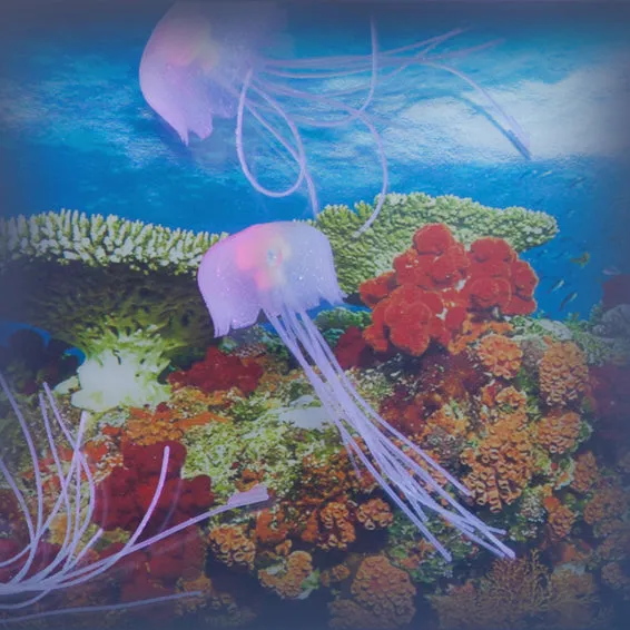 Jelly Fish Tank Large   Adaptor