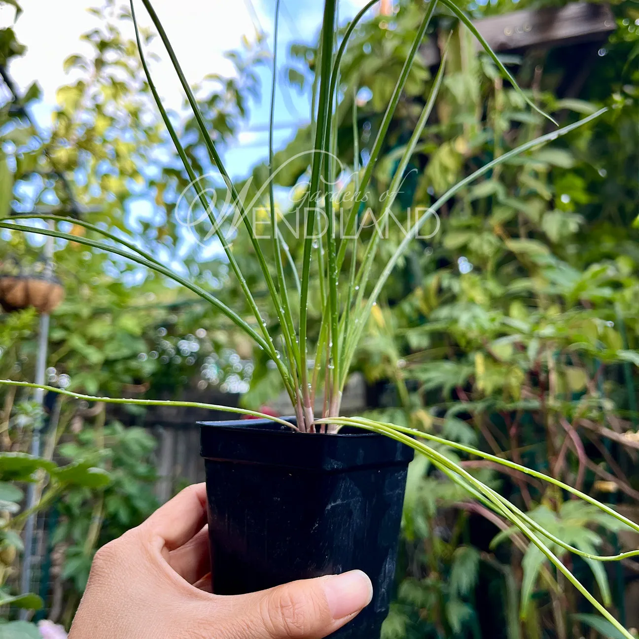 Rakkyo Onion Plants