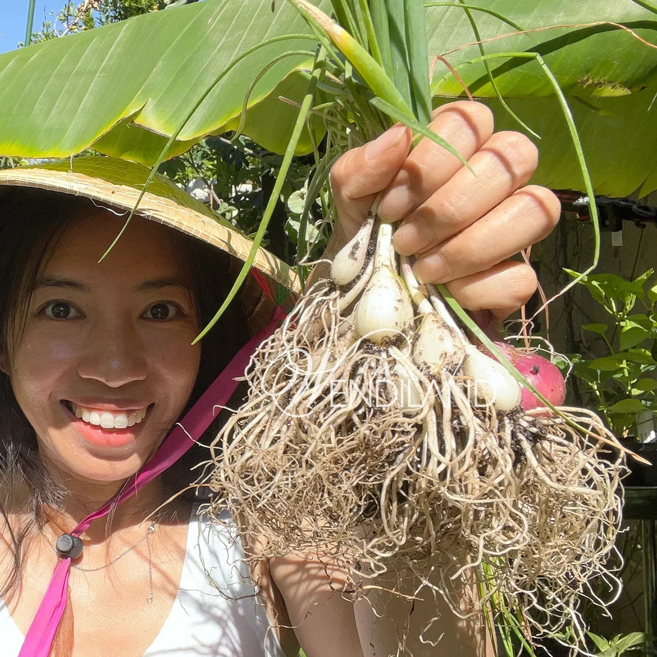 Rakkyo Onion Plants