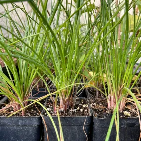 Rakkyo Onion Plants