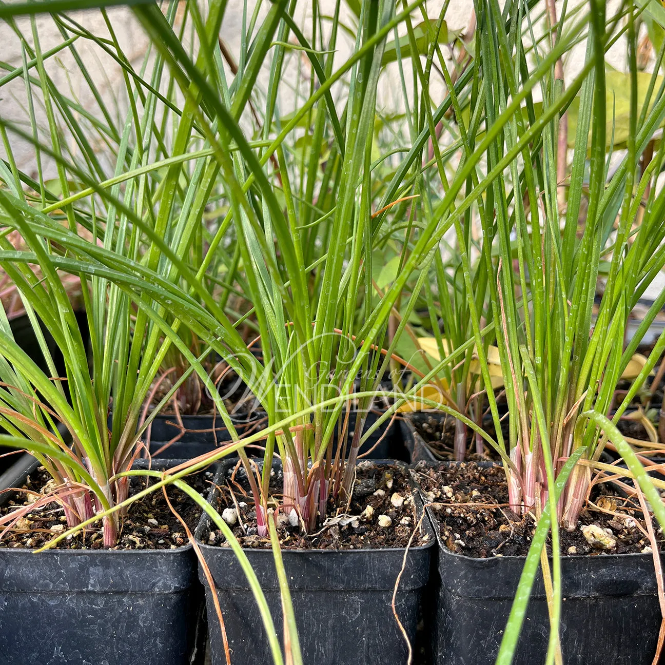Rakkyo Onion Plants