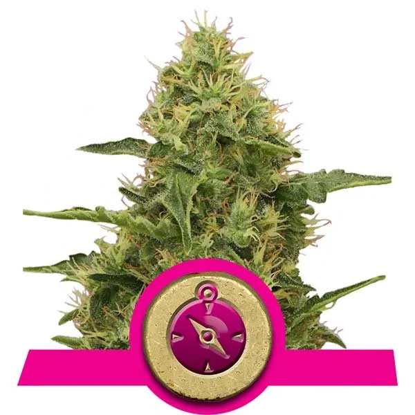 Royal Queen Seeds - Northern Light