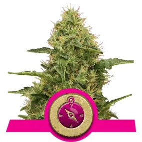 Royal Queen Seeds - Northern Light