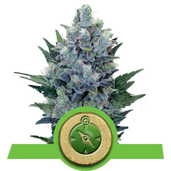 Royal Queen Seeds - Northern Lights Automatic