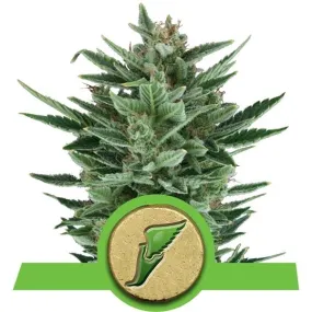 Royal Queen Seeds - Quick One