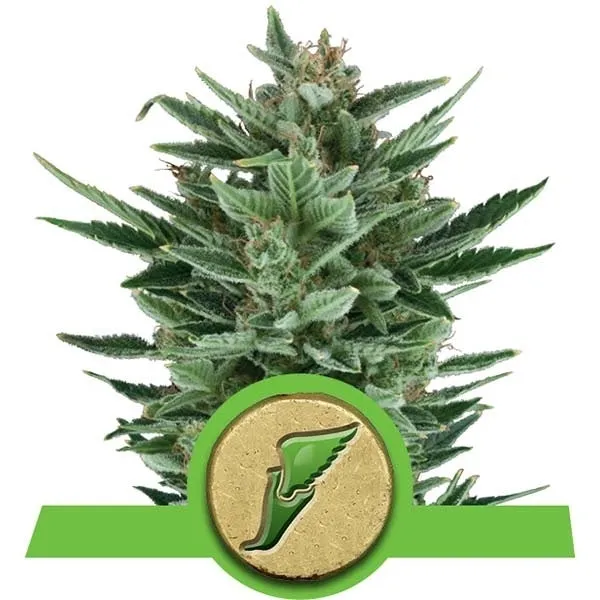 Royal Queen Seeds - Quick One