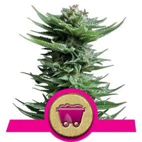 Royal Queen Seeds - Shining Silver Haze