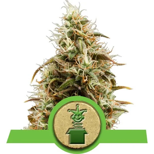 SALE!! Royal Queen Seeds - Royal Jack Automatic
