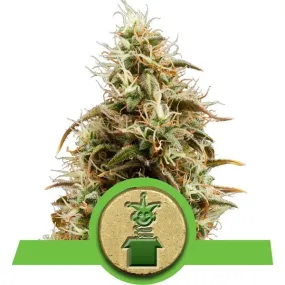 SALE!! Royal Queen Seeds - Royal Jack Automatic